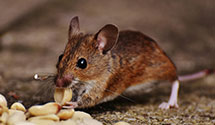 24 Hour & Emergency Exterminators in Upperville, VA